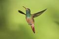 832 - BUFF BELLIED HUMMINGBIRD - JOHNSON NORMAN - united states